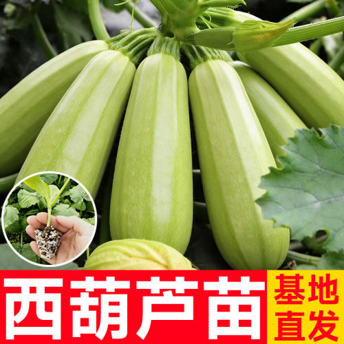 西葫芦种子高产老品种山东寿光蔬菜四季带土耐寒热方瓜茭瓜苗秧苗