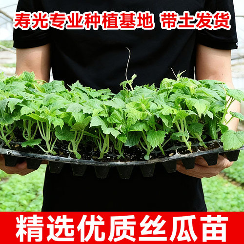 肉丝瓜苗带土嫁接大号四季蔬菜种子寿光高产本地老品种长水瓜秧苗