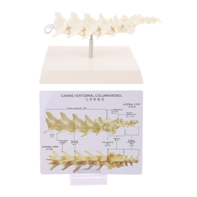 Dog Canine Lumbar Vertebrae with Coccyx Model Aid Teaching A