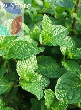 500pcs spearmint mint mentha herb green flower seeds home de