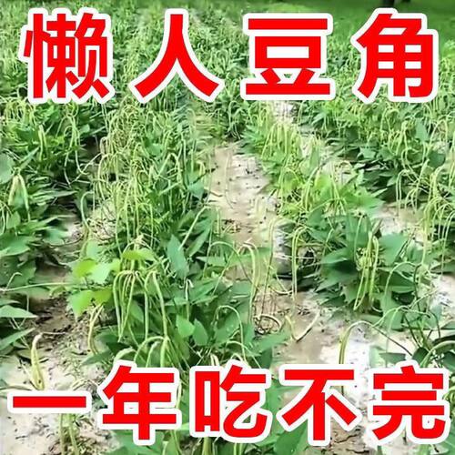 无架长豆角种子全国可种生长周期短坐果密集不用搭架轻松收获满满