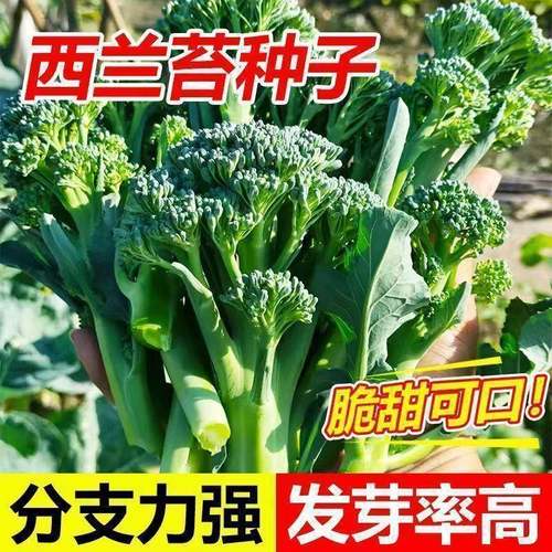 西兰苔种花甜脆芥兰菜种籽西兰花蔬菜种田园庭院秋紫花椰菜苗