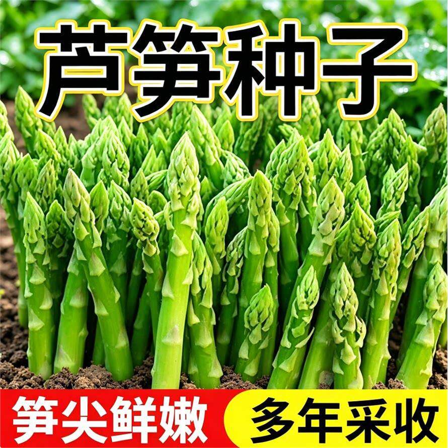 绿芦笋种籽 清香芦笋菜籽 家庭菜园栽培 阳台盆栽多年生蔬菜种籽