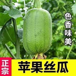 苹果丝瓜种子菜瓜种籽苗秧籽种四季子蔬菜菜籽孑水瓜新品种