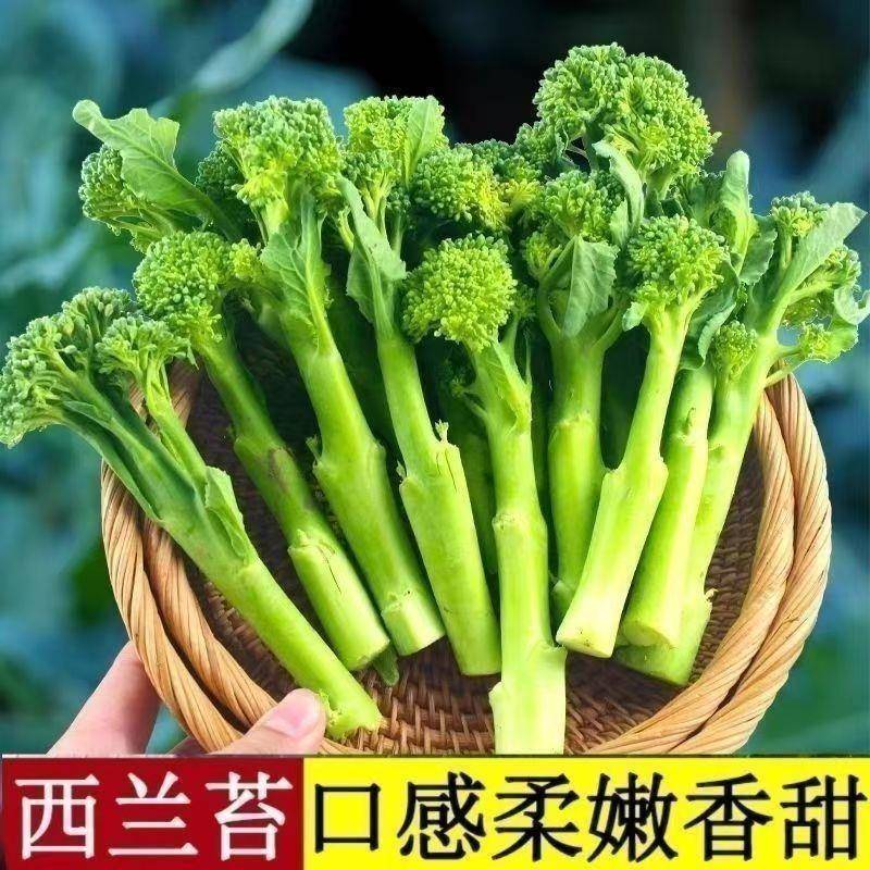 西兰苔种西洋芥兰种籽小西蓝花芥蓝菜苔菜心四季播种蔬菜籽大全