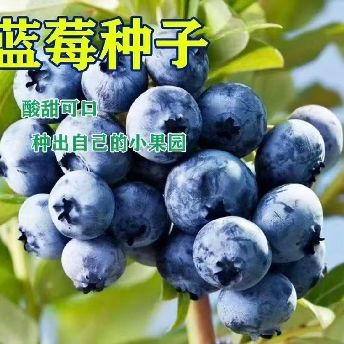 蓝莓种子盆栽地栽易活酸甜可口