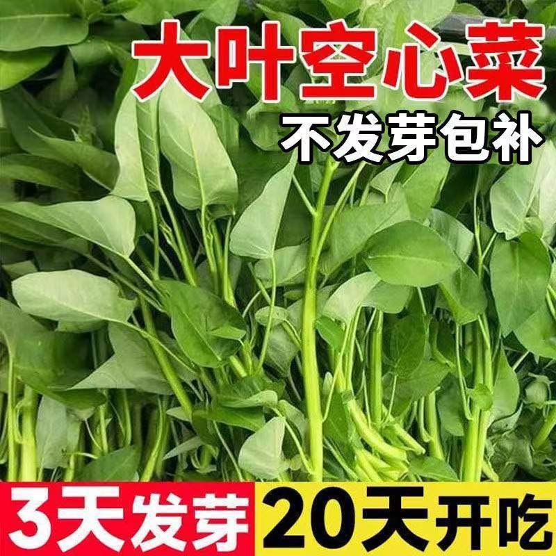三叉空心菜种子柳叶通心菜种籽四季阳台蔬菜种子盆栽菜园