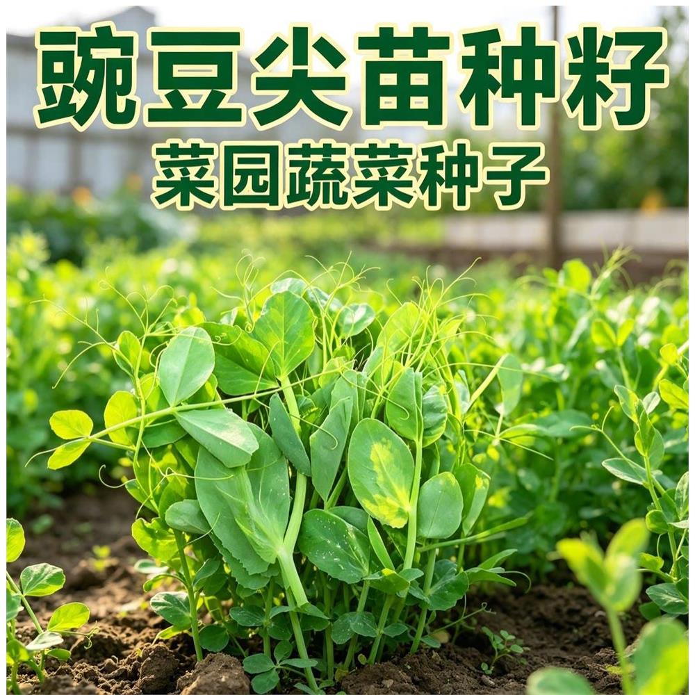 甜豌豆尖苗种籽豌豆尖种子四季播种植芽苗菜龙须豌豆荷兰豆蔬菜