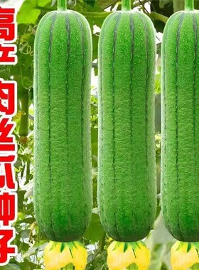 【长不停】肉丝瓜种子春夏秋季长香丝瓜种籽蔬菜种孑农家庭院爬藤