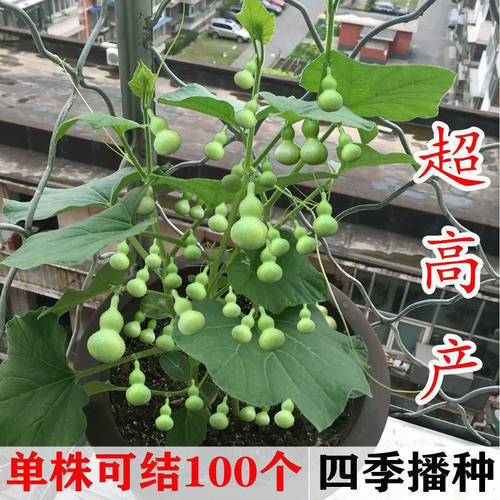 新品手捻葫芦种子文玩小亚八宝葫芦四季室内外盆栽