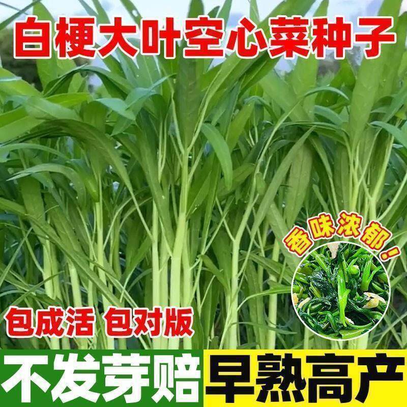 正宗高产三叉空心菜种子柳叶空心菜籽种四季阳台蔬菜种子盆栽菜园