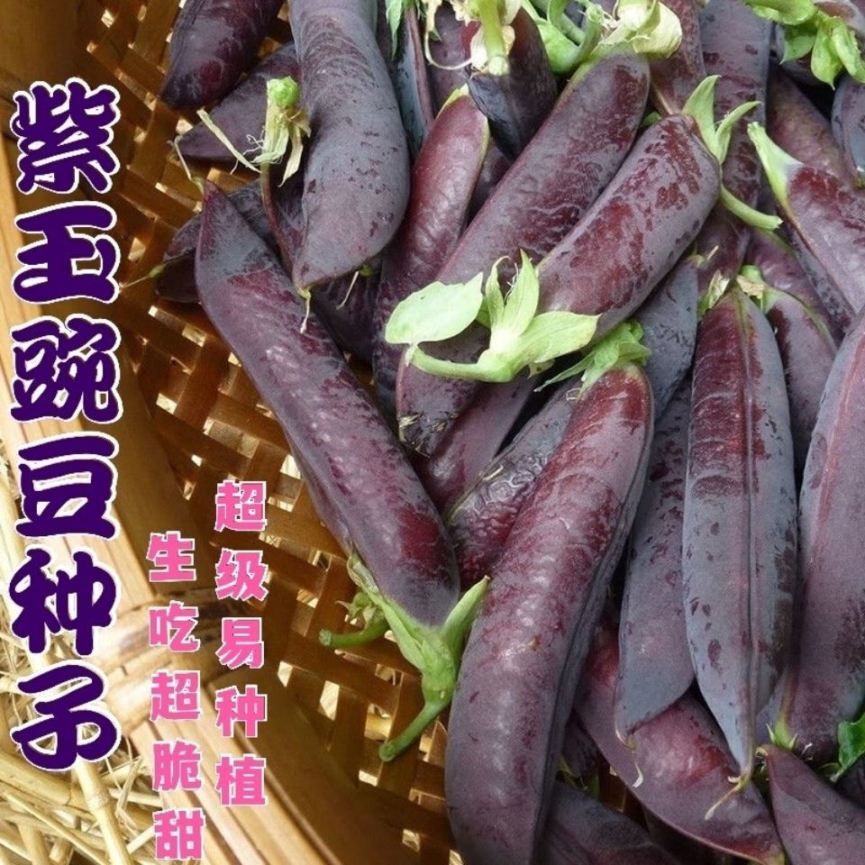 紫豌豆种子搭架吃荚脆甜豌豆种子非转基因荷兰豆种可生吃蔬菜种籽