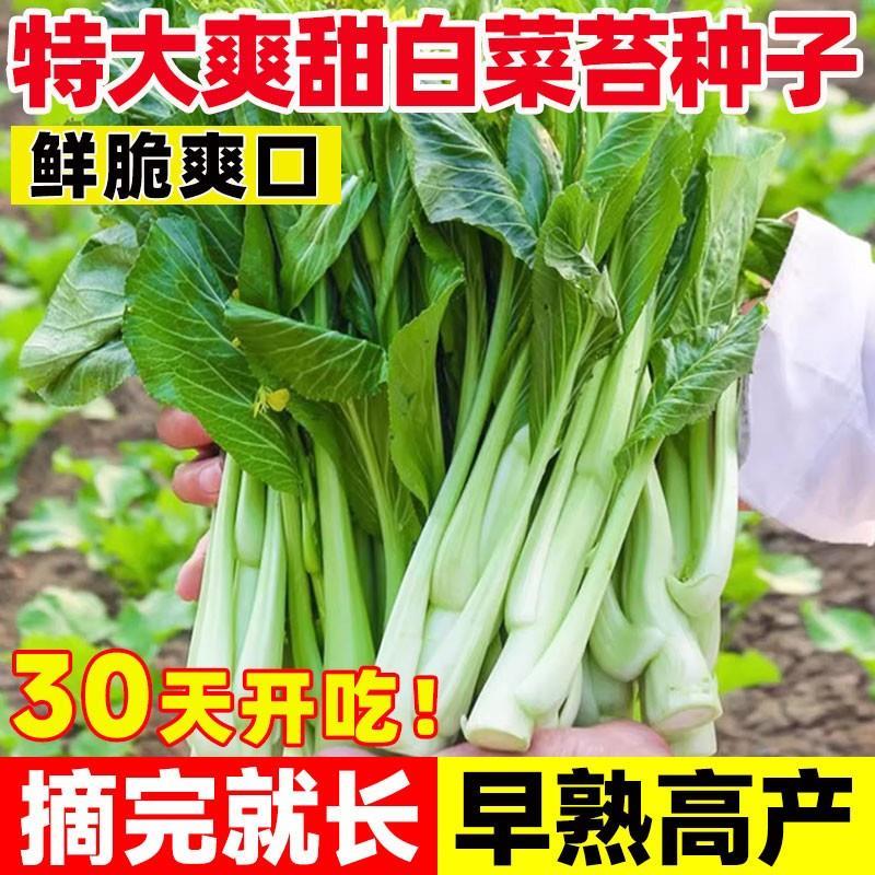 耐热白菜苔种子四季夏天可种阳台小院庭院种植脆嫩可口蔬菜种籽
