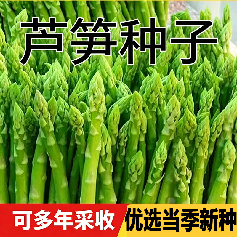 芦笋种子多年生芦笋种籽秋冬季蔬菜种子四季庭院盆栽蔬菜种子