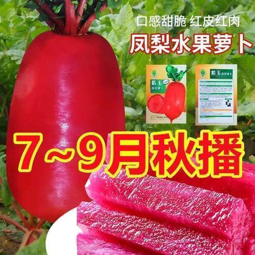 凤梨水果萝卜种甜脆水果红皮红心萝卜籽阳台盆栽紫美人萝卜菜籽