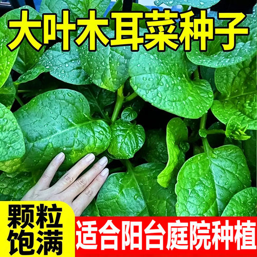 大叶木耳菜种子肉厚夏天耐高温四季阳台盆栽蔬菜种籽
