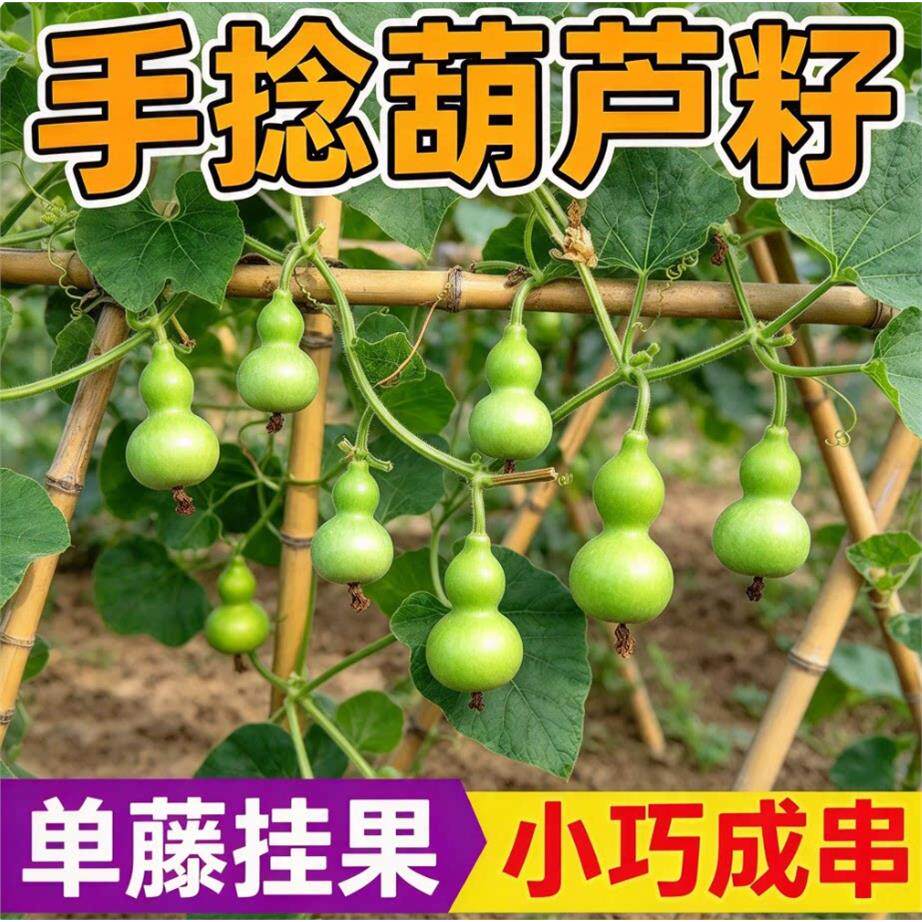 文玩手捻葫芦种子特小种籽美式小葫芦种籽春季四季特色蔬菜种子