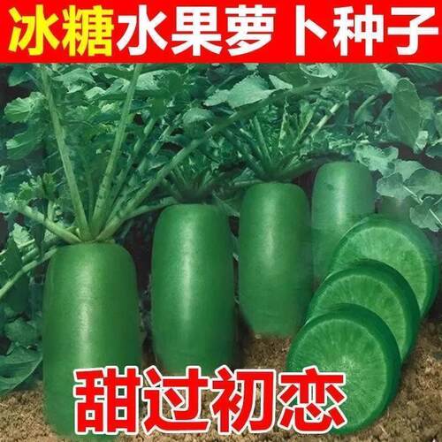 水果萝卜种子沙窝萝卜种籽凤梨冰糖心青萝卜四季种植蔬菜大全种孑