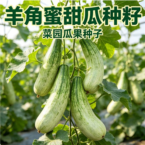 羊角蜜甜瓜种子羊角酥脆甜种籽薄皮香瓜春季四季水果特大种孑