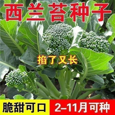 正宗西兰苔种子西兰花种子芥蓝芥兰菜心种子四季阳台盆栽花菜种子