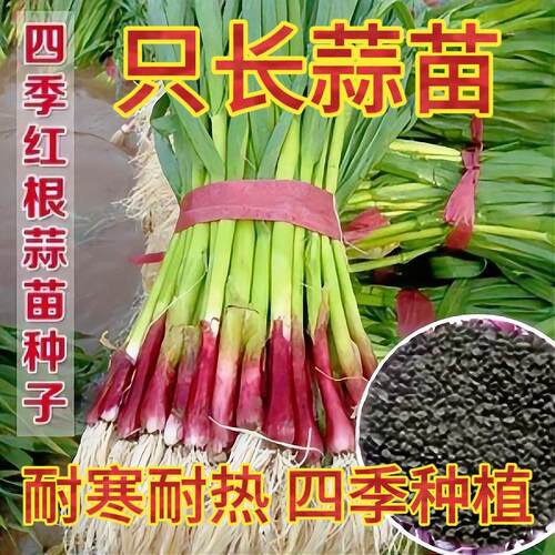 四季宽叶蒜苗种子四季三茬