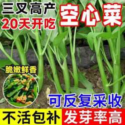大叶三叉高产空心菜种籽子大田农家庭院四季青菜种子蔬菜种孑籽种