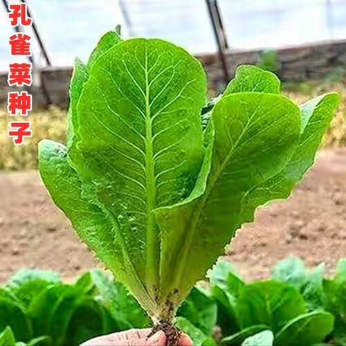 正宗绿孔雀菜种子耐高温四季青菜沙拉菜种孑籽盆栽高产菜种籽大全