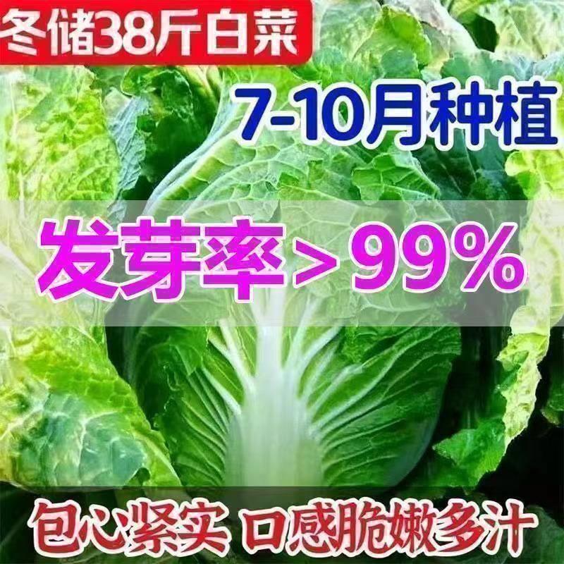 冬储35斤大白菜秋冬季蔬