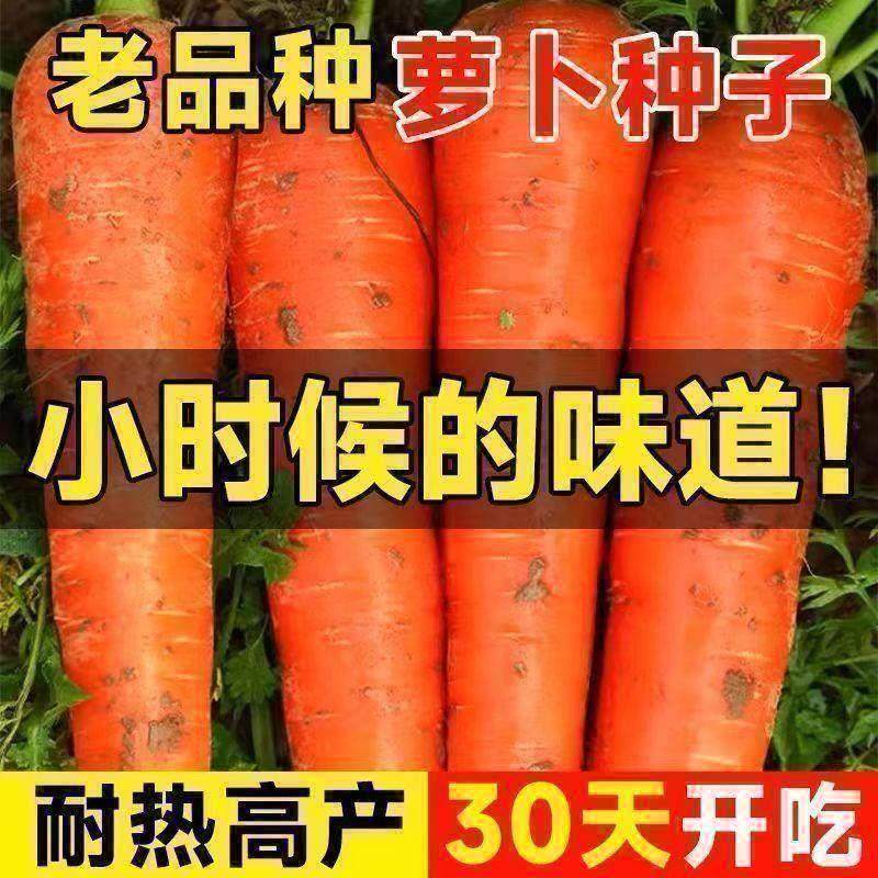 胡萝卜种老品种阳台盆栽甜脆小萝卜四季水果蔬菜籽早熟高产种孑,鲜花速递/花卉仿真/绿植园艺,家庭园艺种子,淘宝优惠券,粉丝福利购,淘宝优惠卷