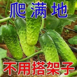 春季黄瓜种子爬满地不用搭架子家庭园艺蔬菜种子全日照