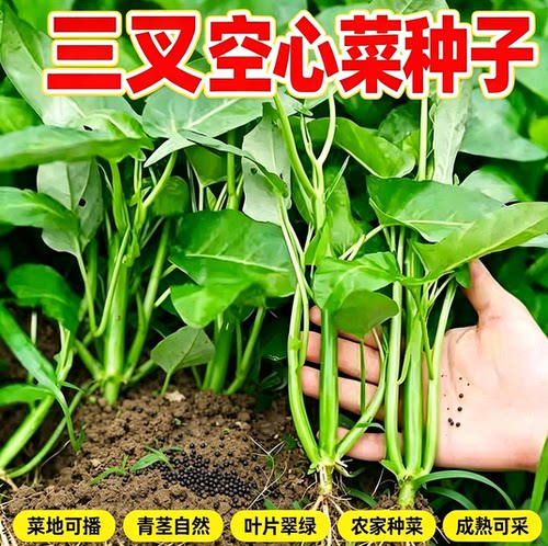 三叉空心菜种籽脆嫩通心菜蕹菜籽家庭小菜园播种盆栽青菜蔬菜种子