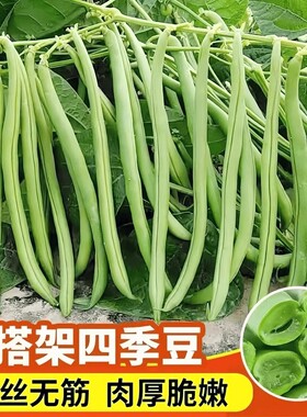 早熟无架矮生地豆种子不搭架四季豆籽阳台小院可盆栽种植蔬菜种子
