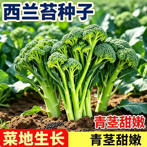 正宗西兰苔种子西兰花种子芥蓝芥兰菜心种子阳台盆栽花菜种子