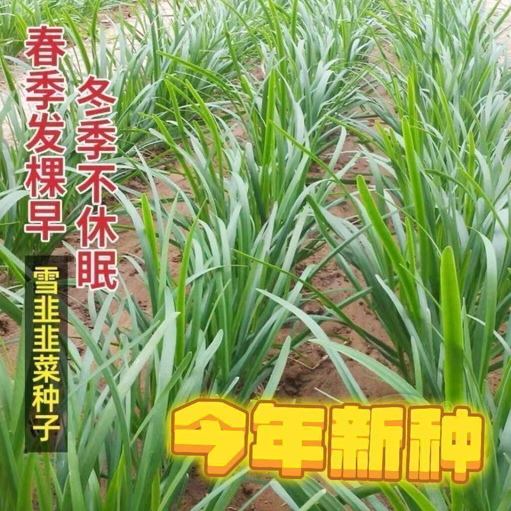 宽叶紫根韭菜种子四季高