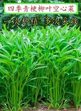 四季柳叶空心种子小叶脆嫩绿色长杆盆栽大田庭院水培蔬菜种子大全