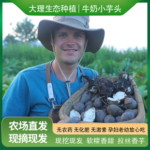 云南生态种植牛奶小芋头粉糯拉丝香芋应季 新鲜蔬菜芋圆仔现挖顺丰