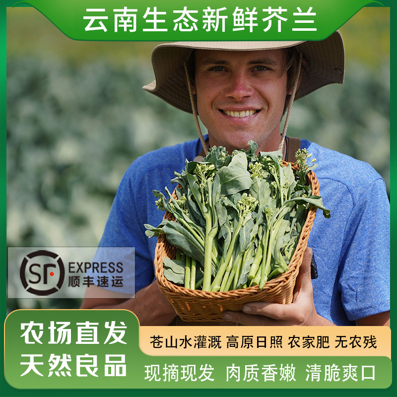 云南大理生态种植芥蓝兰生态清炒当季新鲜蔬菜绿叶菜涮火锅顺丰