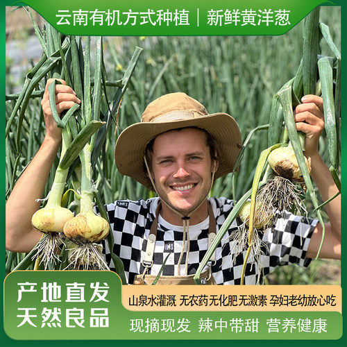 有机方式种植黄洋葱大理辛辣顺丰
