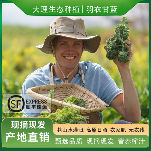羽衣甘蓝生态现摘包顺丰榨汁凉拌