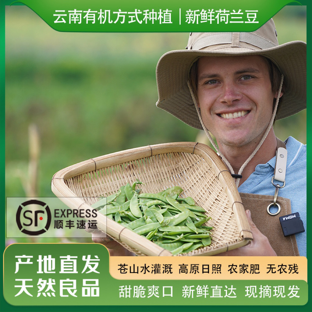 云南大理露天有机方式种植荷兰豆新鲜甜豌豆荚当季原生态蔬菜顺丰