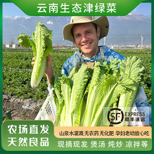 大理有机方式种植津绿菜现摘顺丰