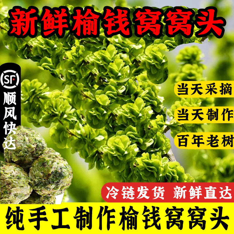 2025新鲜榆钱窝窝头山东槐花馒头手工野菜团子早餐馍馍余钱榆树钱