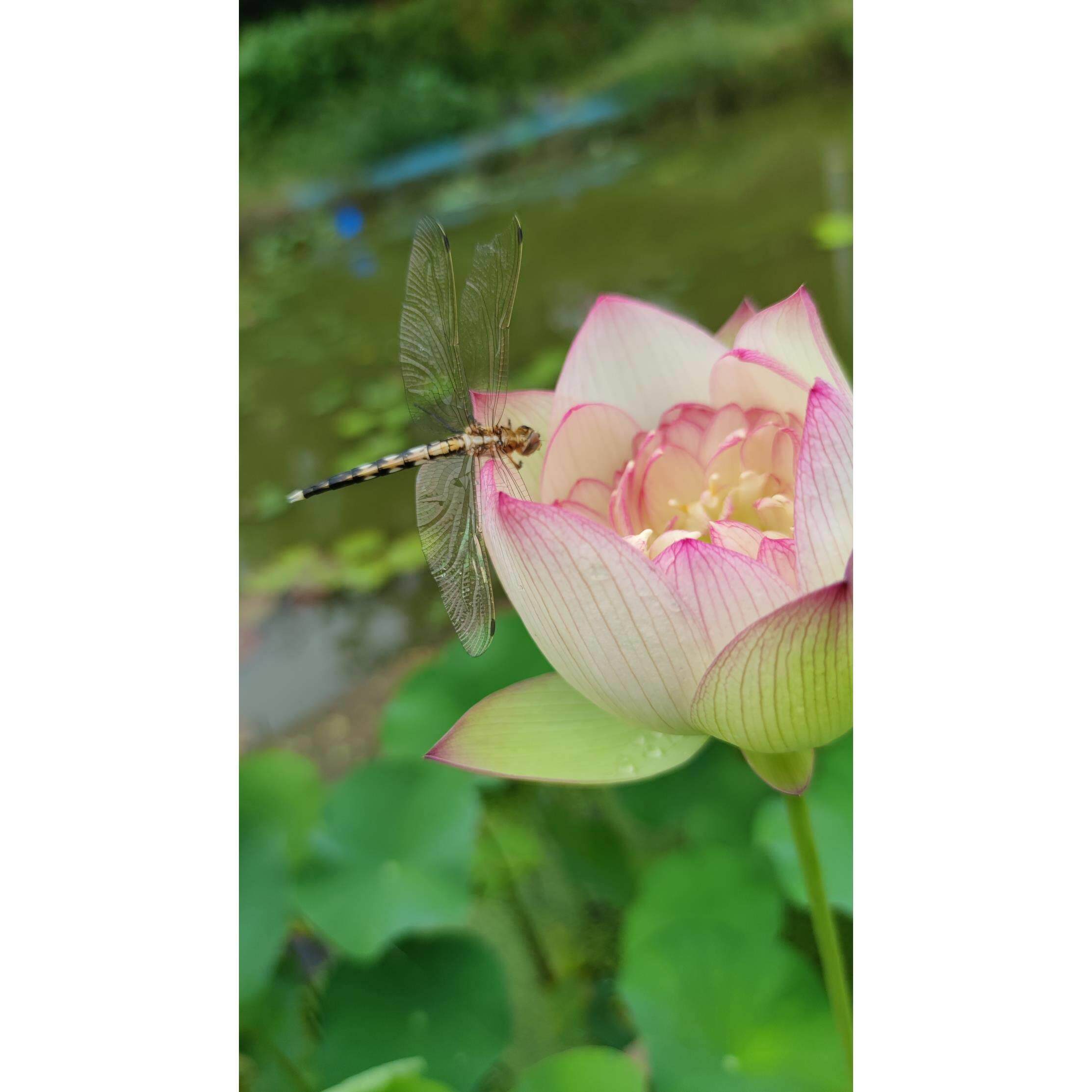 新云锦碗莲种藕苗子大型盆栽荷花苗室内阳台庭院鱼池植物四季开花