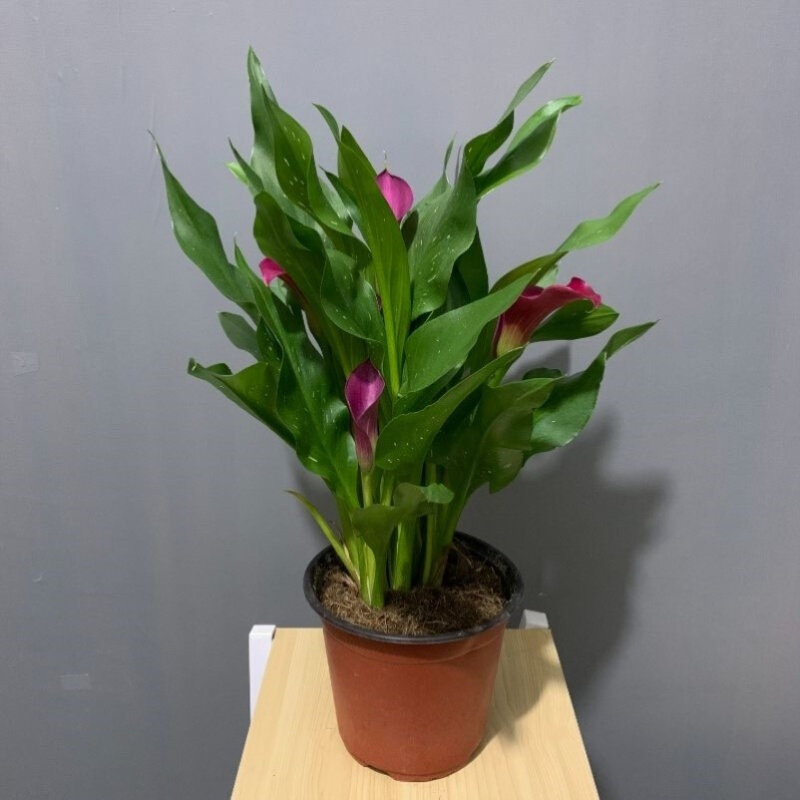 马蹄莲盆栽带花适合阳台种的植物花草植物盆栽室内四季好养庭院