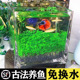 泰国斗鱼适用鱼生态玻璃缸创意客厅家用桌面小型水草种子造景鱼缸