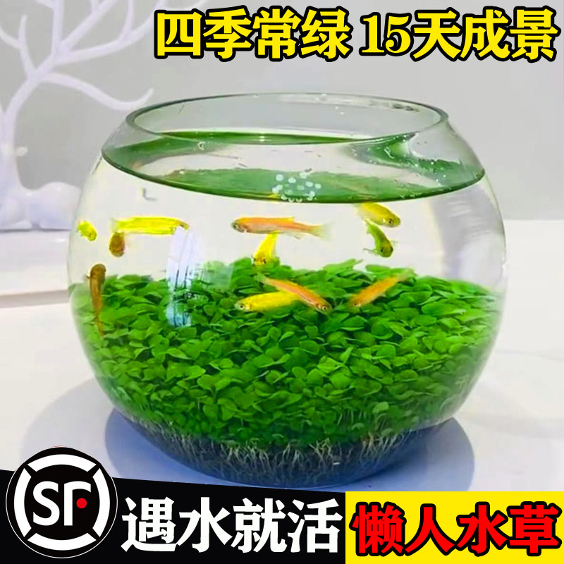 生态玻璃鱼缸小型乌龟金水草