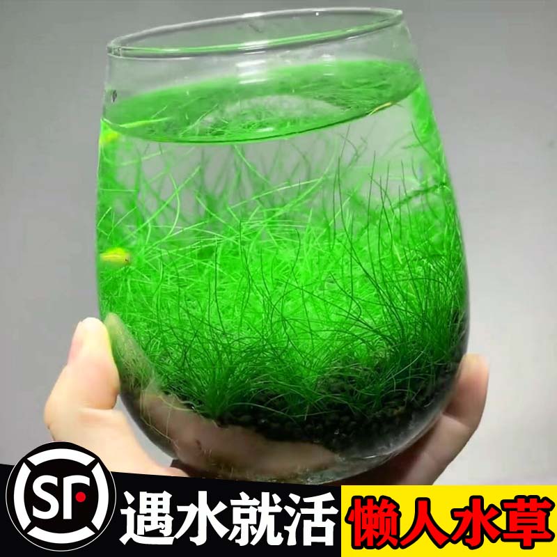 水草种子生态玻璃瓶真植物籽