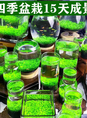 鱼缸水草种子生态玻璃瓶造景