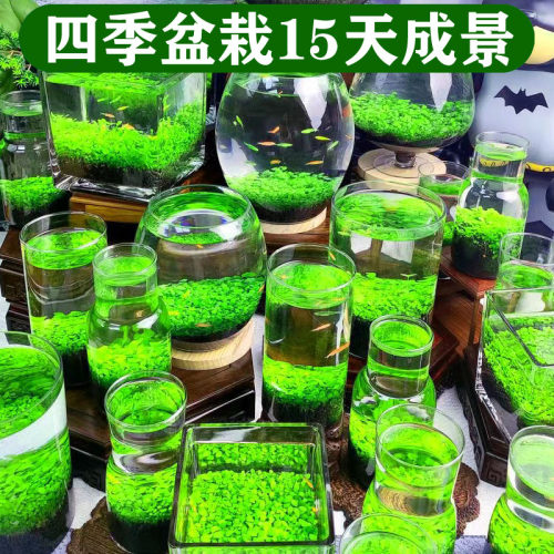 鱼缸水草种子生态玻璃瓶造景
