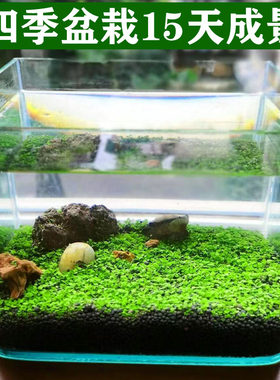 水草鱼缸生态玻璃瓶造景